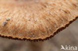 Psathyrella ammophila