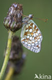 Niobe Fritillary (Argynnis niobe)