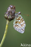 Duinparelmoervlinder (Argynnis niobe)