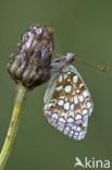 Duinparelmoervlinder (Argynnis niobe)