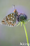 Niobe Fritillary (Argynnis niobe)