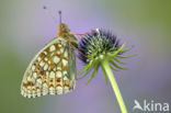 Duinparelmoervlinder (Argynnis niobe)