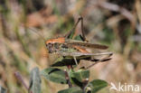 Grey Bush-cricket (Platycleis albopunctata)