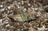 Grey Bush-cricket (Platycleis albopunctata)