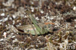 Grey Bush-cricket (Platycleis albopunctata)