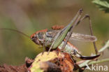 Grey Bush-cricket (Platycleis albopunctata)