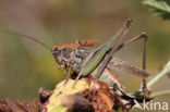 Grey Bush-cricket (Platycleis albopunctata)