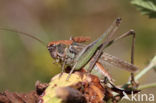 Grey Bush-cricket (Platycleis albopunctata)