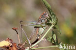 Grey Bush-cricket (Platycleis albopunctata)