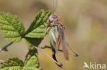 Grey Bush-cricket (Platycleis albopunctata)