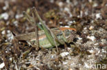 Grey Bush-cricket (Platycleis albopunctata)