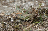 Grey Bush-cricket (Platycleis albopunctata)