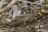 Grey Bush-cricket (Platycleis albopunctata)