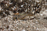 Grey Bush-cricket (Platycleis albopunctata)