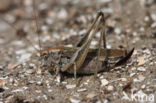Grey Bush-cricket (Platycleis albopunctata)