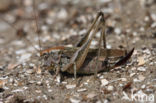 Duinsabelsprinkhaan (Platycleis albopunctata)