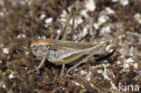 Duinsabelsprinkhaan (Platycleis albopunctata)