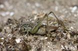 Grey Bush-cricket (Platycleis albopunctata)