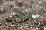 Grey Bush-cricket (Platycleis albopunctata)