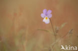 Duinviooltje (Viola curtisii)