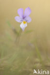 Duinviooltje (Viola curtisii)