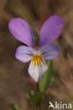 Duinviooltje (Viola curtisii)