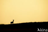 Red Deer (Cervus elaphus)