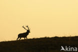 Red Deer (Cervus elaphus)