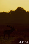 Red Deer (Cervus elaphus)