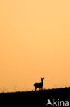 Red Deer (Cervus elaphus)