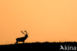 Red Deer (Cervus elaphus)