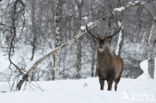 Red Deer (Cervus elaphus)