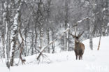 Red Deer (Cervus elaphus)