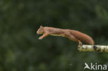 Red Squirrel (Sciurus vulgaris)