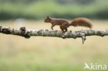 Red Squirrel (Sciurus vulgaris)