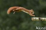 Red Squirrel (Sciurus vulgaris)