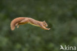 Red Squirrel (Sciurus vulgaris)