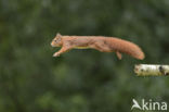 Red Squirrel (Sciurus vulgaris)