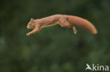 Red Squirrel (Sciurus vulgaris)