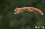 Red Squirrel (Sciurus vulgaris)