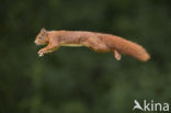 Red Squirrel (Sciurus vulgaris)