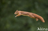 Red Squirrel (Sciurus vulgaris)