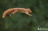 Red Squirrel (Sciurus vulgaris)