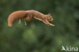 Red Squirrel (Sciurus vulgaris)