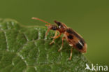 Notoxus monoceros