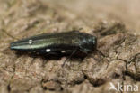 Eikenprachtkever (Agrilus biguttatus)