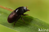 Eikenspintkever (Scolytus intricatus)