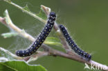 Eriogaster arbusculae