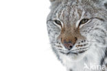 Eurasian Lynx (Lynx lynx)