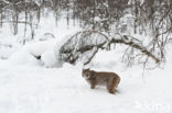 Eurasian Lynx (Lynx lynx)